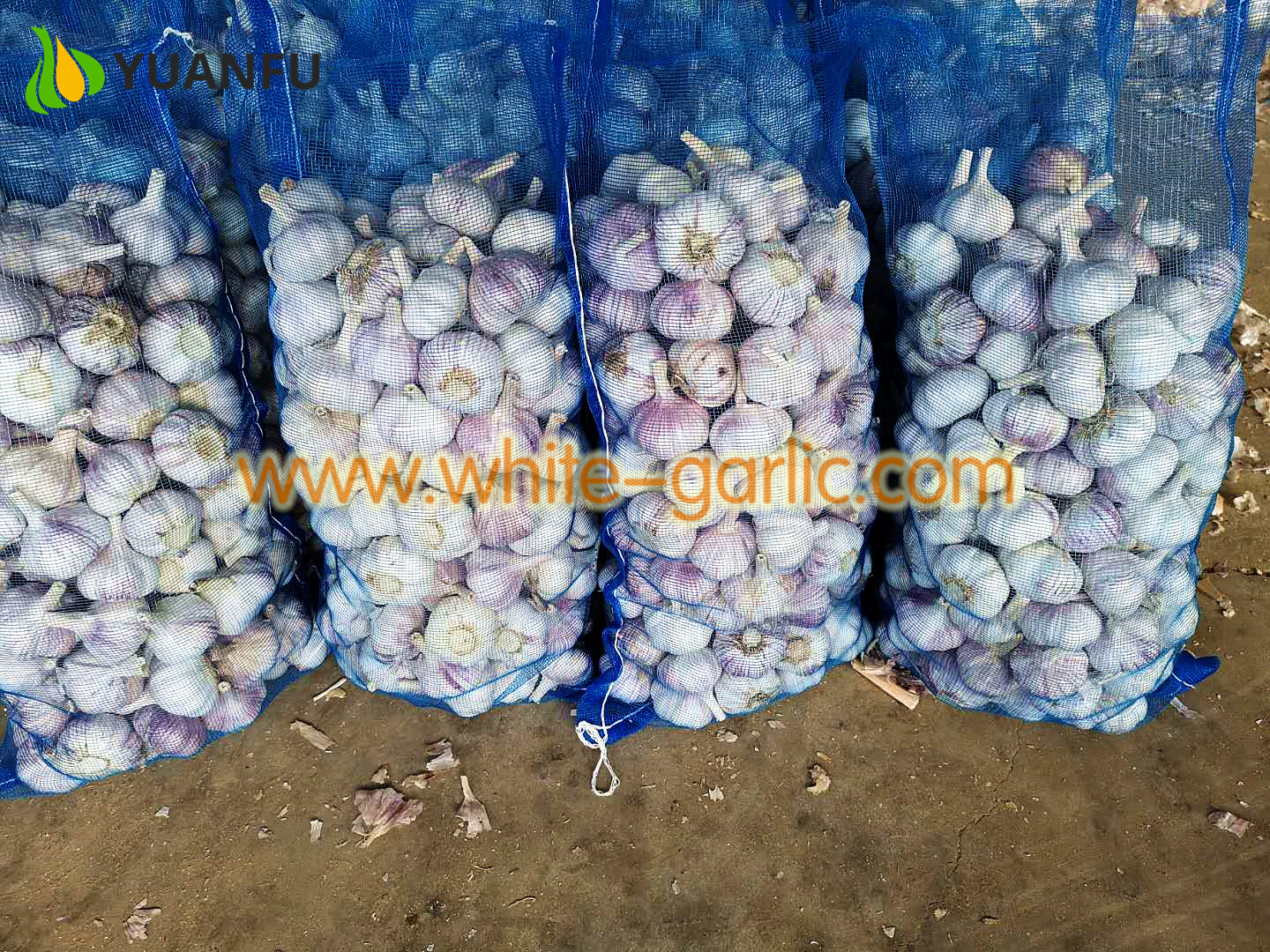 garlic sellers
